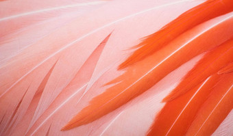美丽的特写镜头粉红色的橙色<strong>火烈鸟</strong>羽毛形成全画幅纹理背景