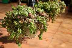 盆栽crassula方可成功植物花园