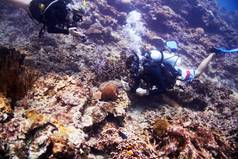 学习隐藏的环境潜水杂项检查美丽的珊瑚礁