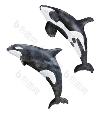 水彩手画插图杀手鲸鱼虎鲸<strong>海洋</strong>濒临灭绝的物种海<strong>海洋</strong>野生动物白色<strong>黑色</strong>的鲸鱼生态环境