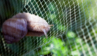 螺旋pomatia常见的的名字勃艮第蜗牛罗马蜗牛可食用的蜗牛埃斯卡戈特