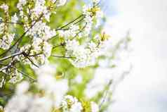 白色樱桃花朵春天蓝色的天空背景阳光明媚的一天特写镜头宏自然在户外