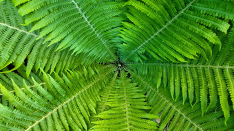 绿色背景shuttlecock-fern螺旋蕨类植物matteuccia属蕨类植物物种matteuccia蝴蝶常见的的名字鸵鸟蕨类植物小提琴蕨类植物