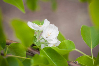 白色花盛开的苹果树春天特写镜头宏自然在户外