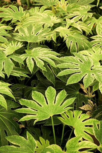 美丽的楤木属蜘蛛植物花园