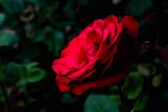 朱红色玫瑰花蕾热夏天下午阴影树