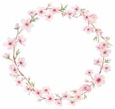 轮框架分支樱桃开花插图水彩绘画樱花花环孤立的白色日本花