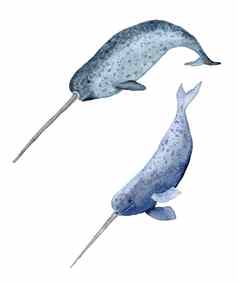 水彩手画插图纳瓦尔鲸鱼角牙海海洋海洋野生动物濒临灭绝的物种海底生物鱼野生自然生态