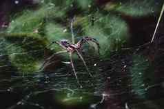 大令人毛骨悚然的蜘蛛爬行丝绸网络