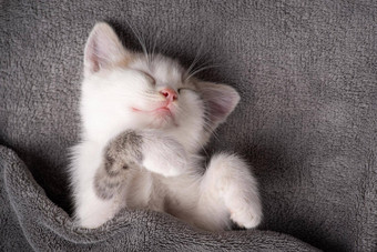 白色小猫睡觉有趣的覆盖灰色的毯子