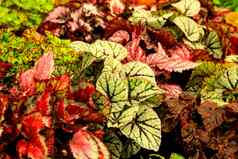 色彩斑斓的秋海棠属植物植物花园