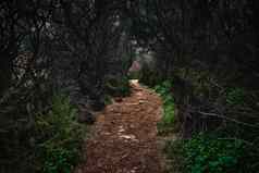 污垢小道领先的路径黑暗可怕的森林