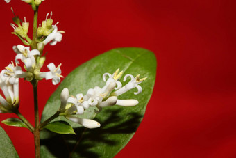 白色花开花关闭植物现代背景ligustrum俗<strong>家庭</strong>木犀科大大小高质量打印墙<strong>海报</strong>