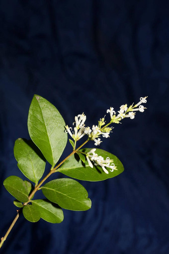 白色花开花关闭植物现代背景ligustrum俗家庭木犀科大大小高质量打印墙海报