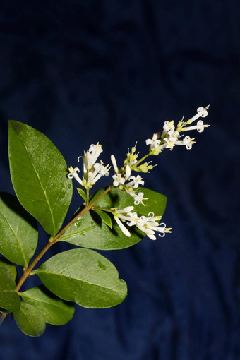 白色花开花关闭植物现代背景ligustrum俗家庭木犀科大大小高质量打印墙海报