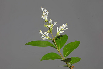 白色花开花关闭植物现代背景ligustrum俗家庭木犀科大大小高质量打印墙海报