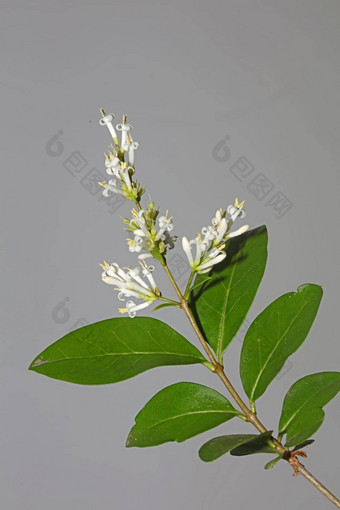 白色花开花关闭植物现代背景ligustrum俗家庭木犀科<strong>大大</strong>小高质量打印墙<strong>海报</strong>