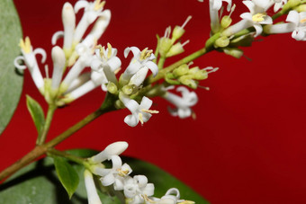 白色花开花关闭植物现代背景ligustrum俗家庭木犀科大大小高<strong>质量</strong>打印墙<strong>海报</strong>