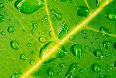 美丽的透明的雨露水水滴新鲜的叶摘要宏真正的照片可爱的壁纸自然行艺术极关闭静脉纹理细胞结构明亮的绿色黄色的背景