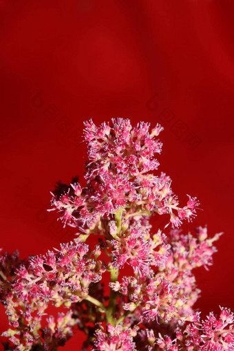 紫色的花开花关闭植物背景高质量<strong>大大</strong>小打印astilbe粳稻家庭虎耳草科墙<strong>海报</strong>