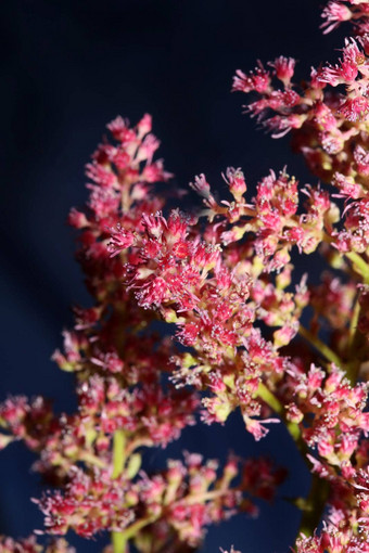 紫色的花开花关闭植物背景高质量大大小打印astilbe粳稻<strong>家</strong>庭虎耳草科墙<strong>海报</strong>