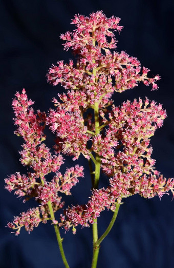 紫色的花开花关闭植物背景高质量大<strong>大小</strong>打印astilbe粳稻家庭虎耳草科墙<strong>海报</strong>