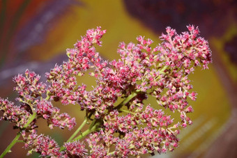 紫色的花开花关闭植物背景高质量大大小打印astilbe粳稻家庭虎耳草科墙海报