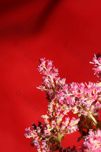 紫色的花开花关闭植物背景高质量大大小打印astilbe粳稻家庭虎耳草科墙海报