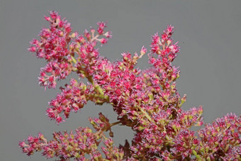 紫色的花开花关闭植物背景高质量大<strong>大小</strong>打印astilbe粳稻家庭虎耳草科墙<strong>海报</strong>