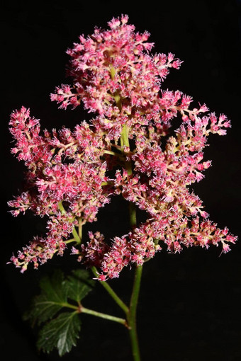 紫色的<strong>花开</strong>花关闭植物背景高质量大大小打印astilbe粳稻家庭虎耳草科墙<strong>海报</strong>