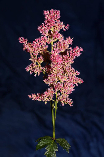 紫色的花开花关闭植物背景高质量大大小打印astilbe粳稻家庭虎耳草科墙海报