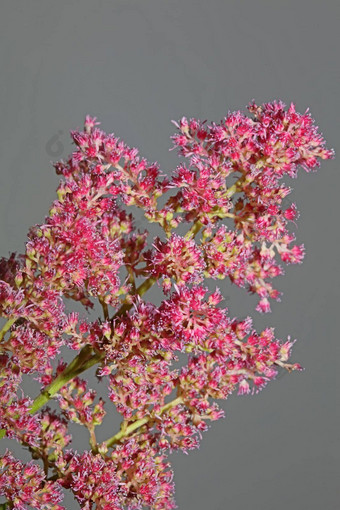 紫色的花开花关闭植物背景高质量<strong>大大</strong>小打印astilbe粳稻家庭虎耳草科墙<strong>海报</strong>