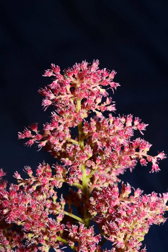 紫色的花开花关闭植物背景高质量大大小打印astilbe粳稻家庭虎耳草科墙海报