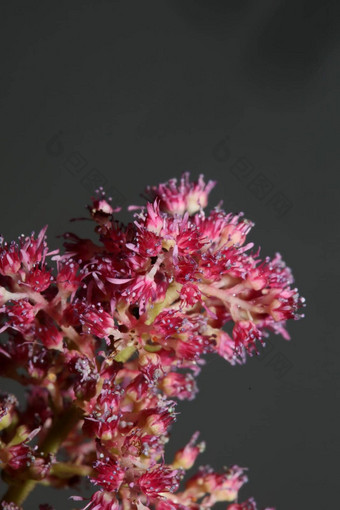 紫色的花开花关闭植物背景高质量大大小打印astilbe粳稻家庭虎耳草科墙海报