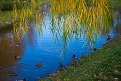 秋天景观群野鸭鸭子游泳湖