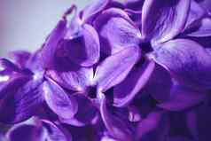 宏图像春天淡紫色紫罗兰色的花