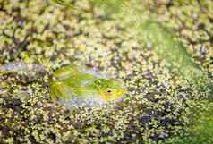 绿色青蛙表面水池塘池塘布鲁姆绿色浮萍