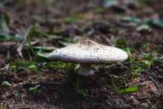 大白色仙女环蘑菇日益增长的草坪上场