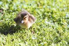 可爱的婴儿小鸭子鸭步绿色草