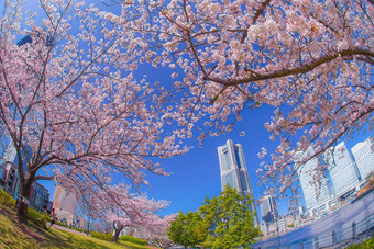 城市完整的布鲁姆城市横滨minato,