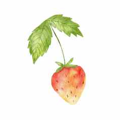 水彩可爱的草莓绿色叶程式化的画插图夏天浆果孤立的白色