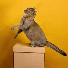 成人灰色的猫短发苏格兰straight-eared坐在黄色的背景动物坐在棕色（的）纸板盒子