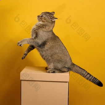 成人灰色的猫短发苏格兰straight-eared坐在黄色的背景动物坐在棕色（的）纸板盒子