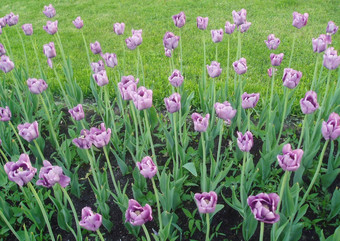 花圃紫色的郁金香盛开的郁金香