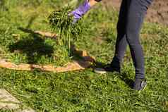 清洁割草绿色草草坪上女人耙子草堆金属耙