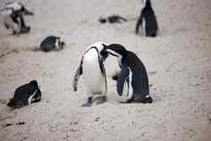 找到温暖朋友拍摄企鹅巨石海滩角小镇南非洲