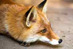 红色的狐狸狐狐坐着注意