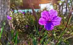 紫罗兰花盛开的模糊春天草地背景