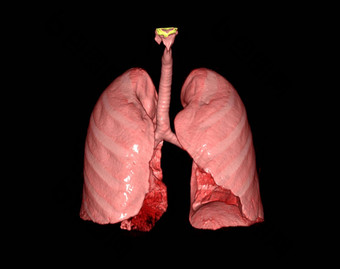 效果图人类肺显示呼吸系统
