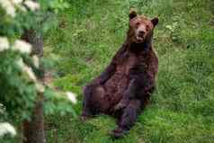 休息棕色（的）熊熊属arctos森林